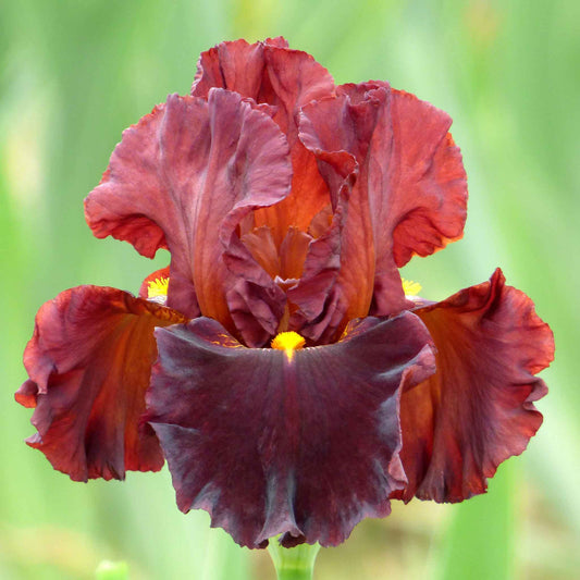 bearded iris valentino