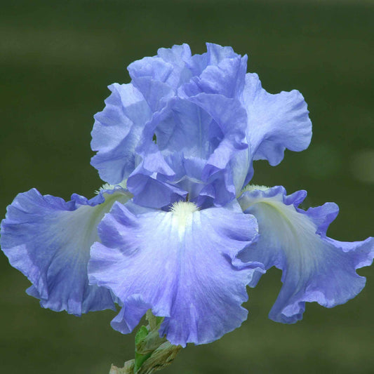 Re-Blooming Bearded Iris - Victoria Falls