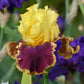 Close-up of a purple and yellow vintage charm bearded iris flower with a blurred background