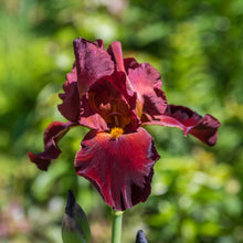 Close-up of a dark red war chief bearded iris flowers with a blurred background