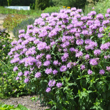 Close-up of a vibrant purple bee balm flower with a blurred green background.