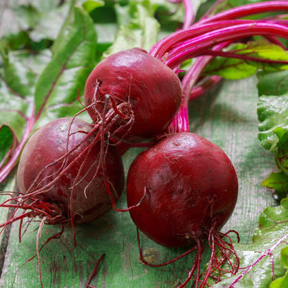 A vibrant red early wonder beet with green leaves and root tendrils rests on a neutral background.