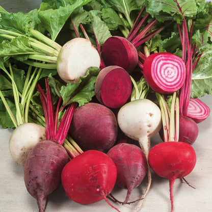 A hand holds a handful of rainbow mix beet seeds, ready for planting.