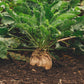 beet sugar