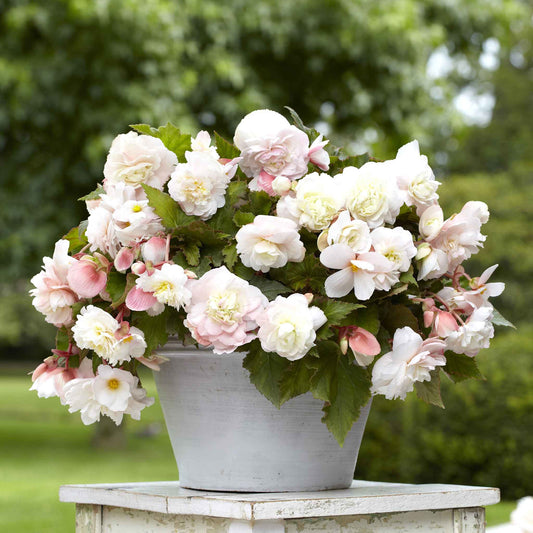 begonia angelique