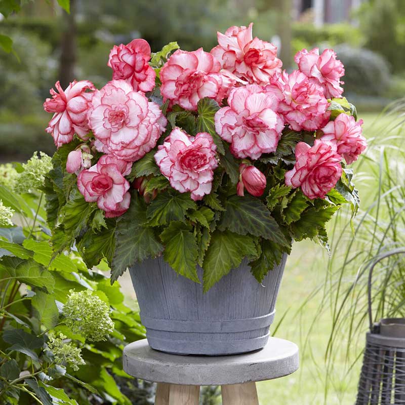 Potted plant with pink begonia double picotee bouton de rose flowers on a wooden stool in a garden setting