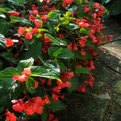 A close up of red dragon wing begonia flower with green leaves, showcasing its delicate petals.