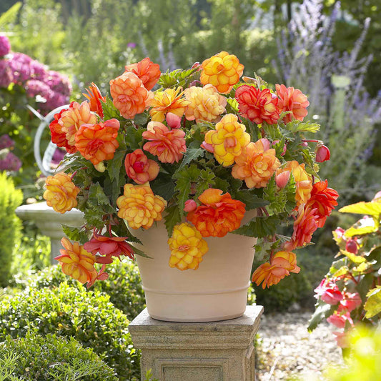 begonia golden balcony