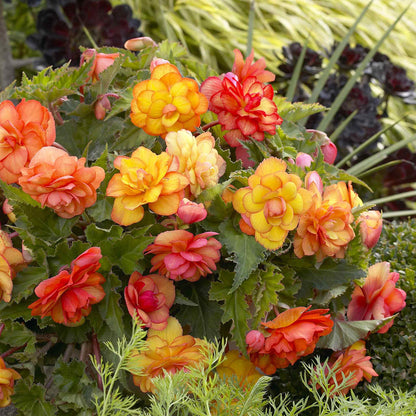 Golden balcony begonia flowers with dark green leaves are pictured from above in a pot.