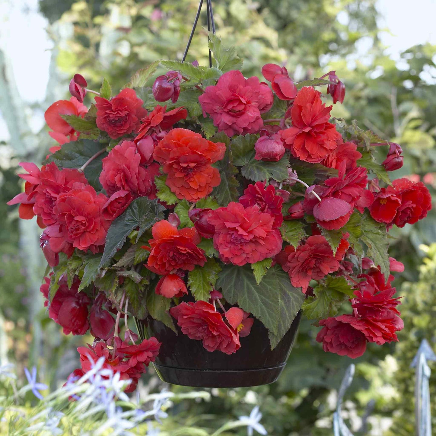 begonia odorata red glory