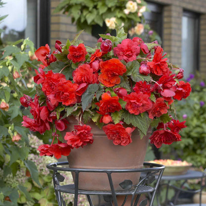 A close-up shot of a vibrant Odorata Red Glory begonia flower with ruffled petals and a bright yellow center.