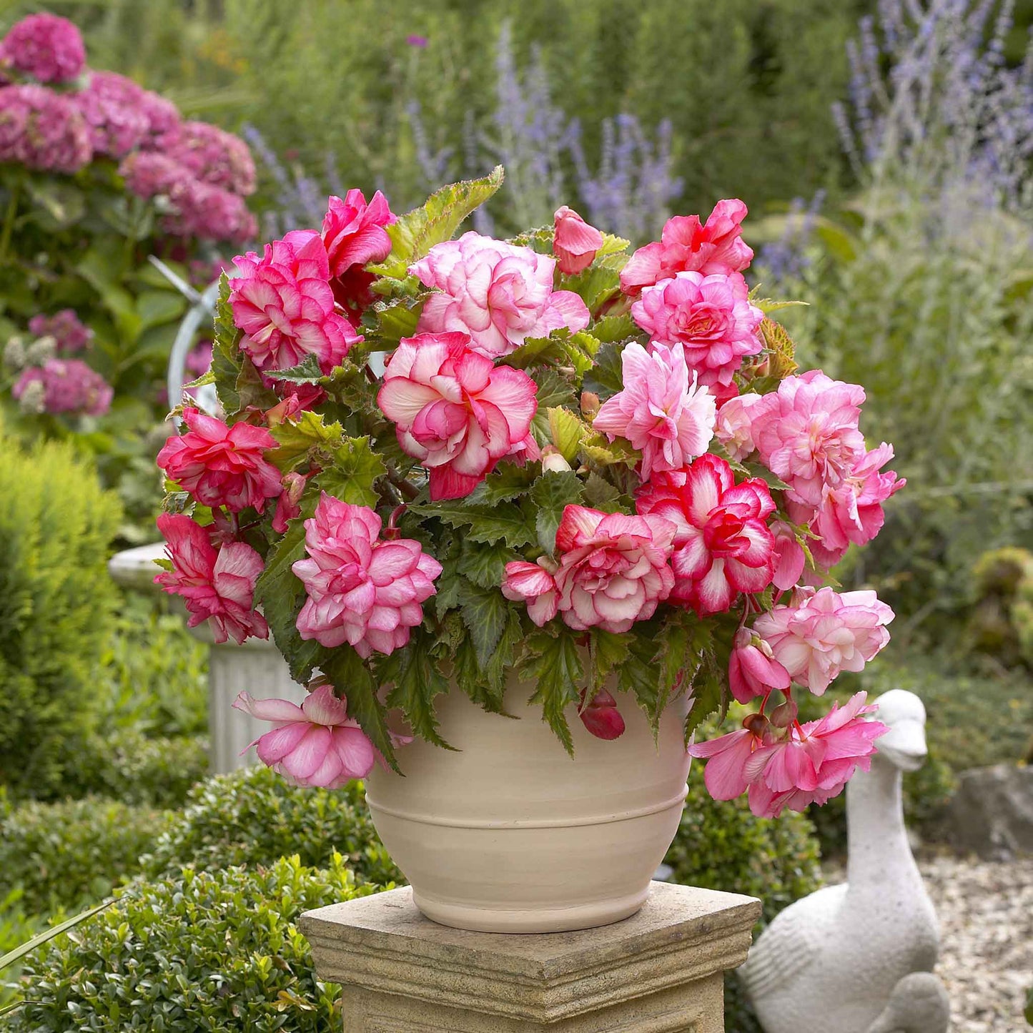 begonia pink balcony