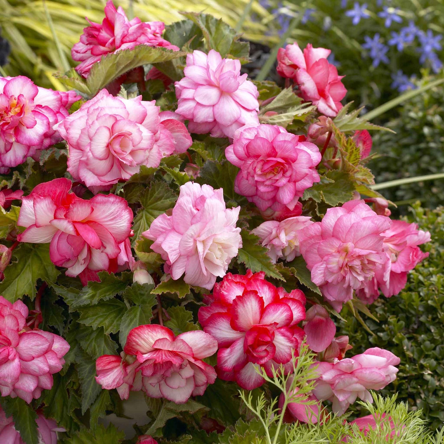 begonia pink balcony