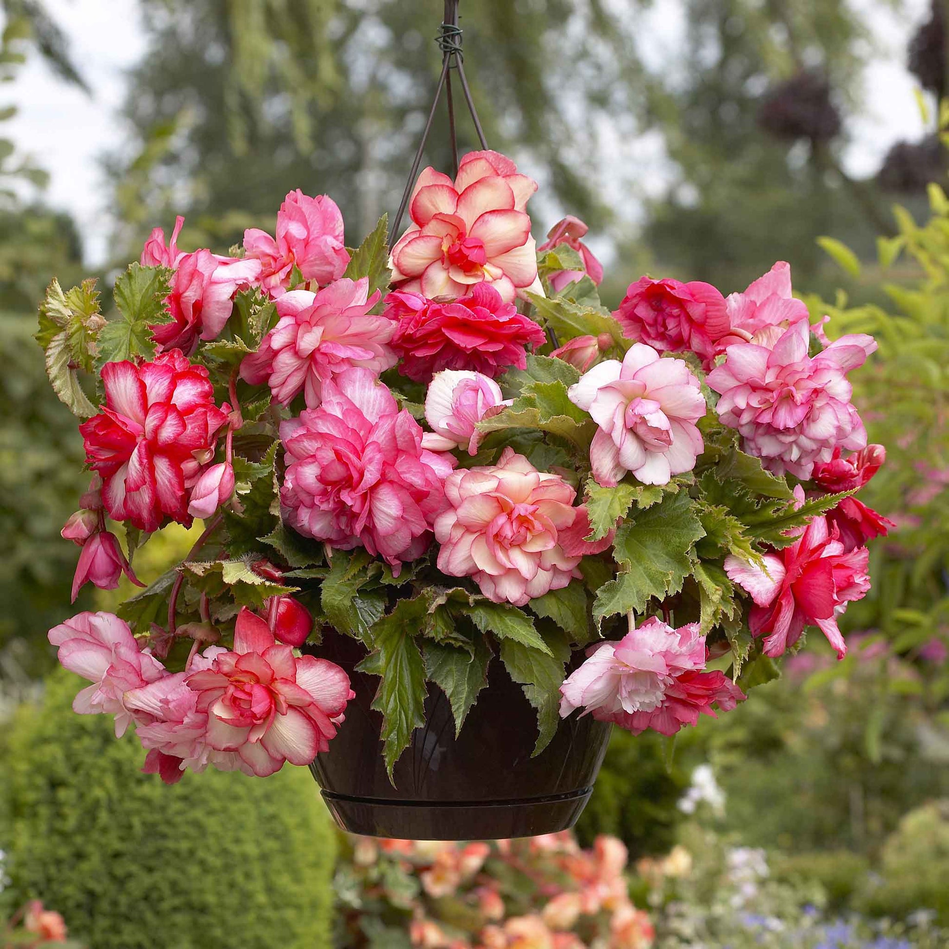 begonia pink balcony