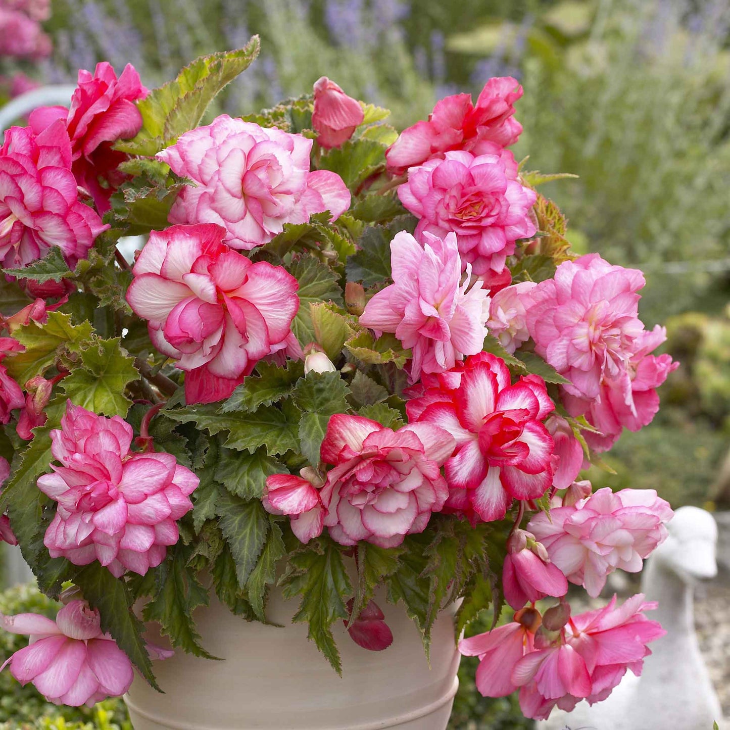 begonia pink balcony