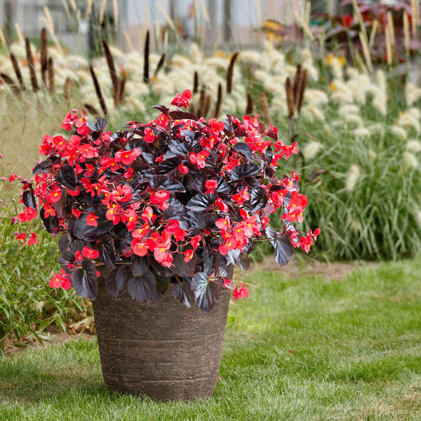 Begonia Seeds - Viking XL Red on Chocolate | Flower Seeds in