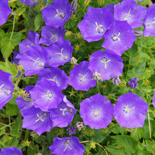 Close-up of vibrant purple tussock bellflower flowers blooming among green foliage.