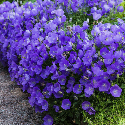 A dense cluster of vibrant purple tussock bellflower flowers blooming along a garden bed next to a gravel path and green foliage.