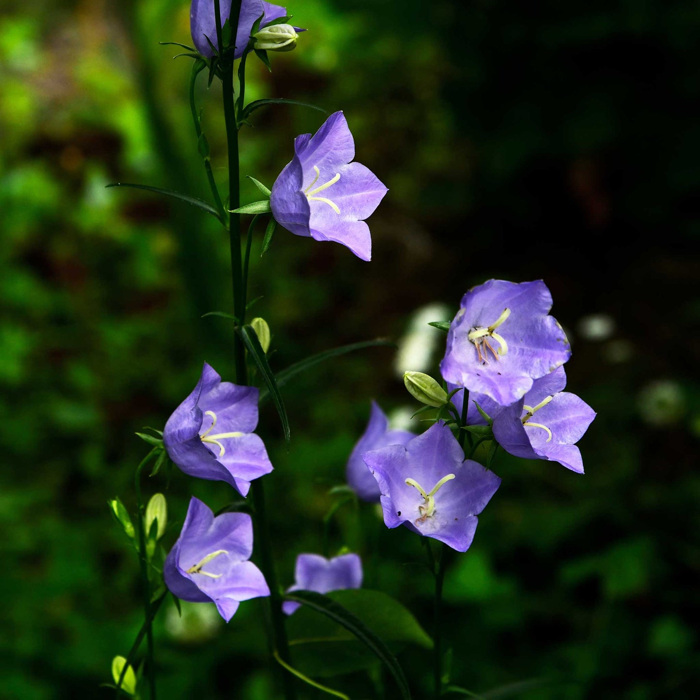 Purple tussock bellflower flowers blooming on a green plant stem against a dark, blurred green background.