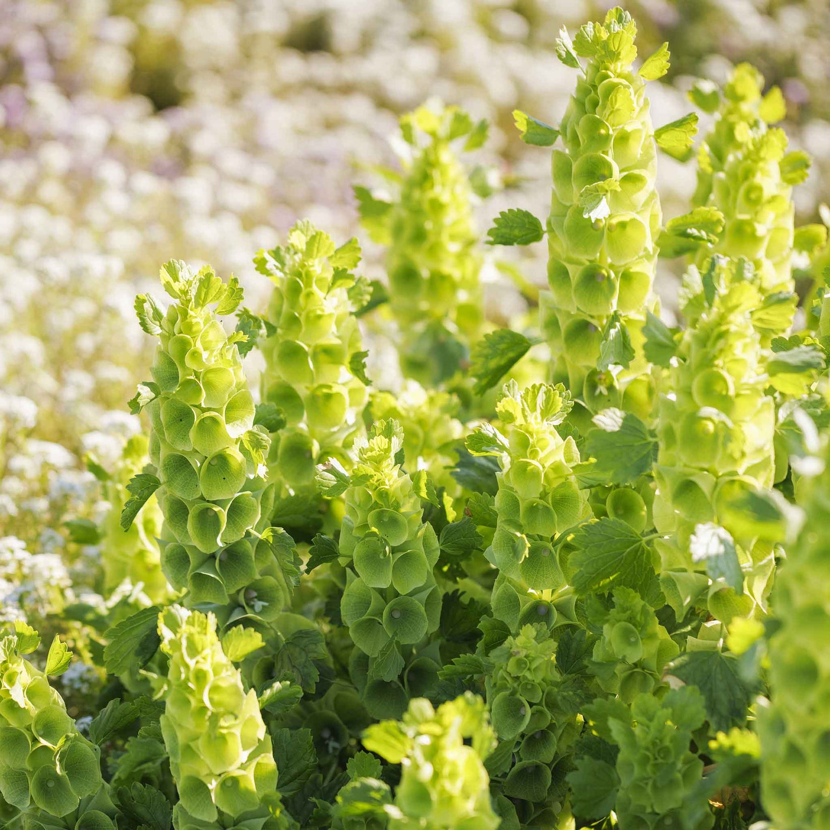 Bells of Ireland Seeds Flower Seeds in Packets & Bulk Eden Brothers