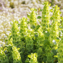 A close-up of a vibrant green bells of Ireland stem, showcasing its unique, bell-shaped calyces.