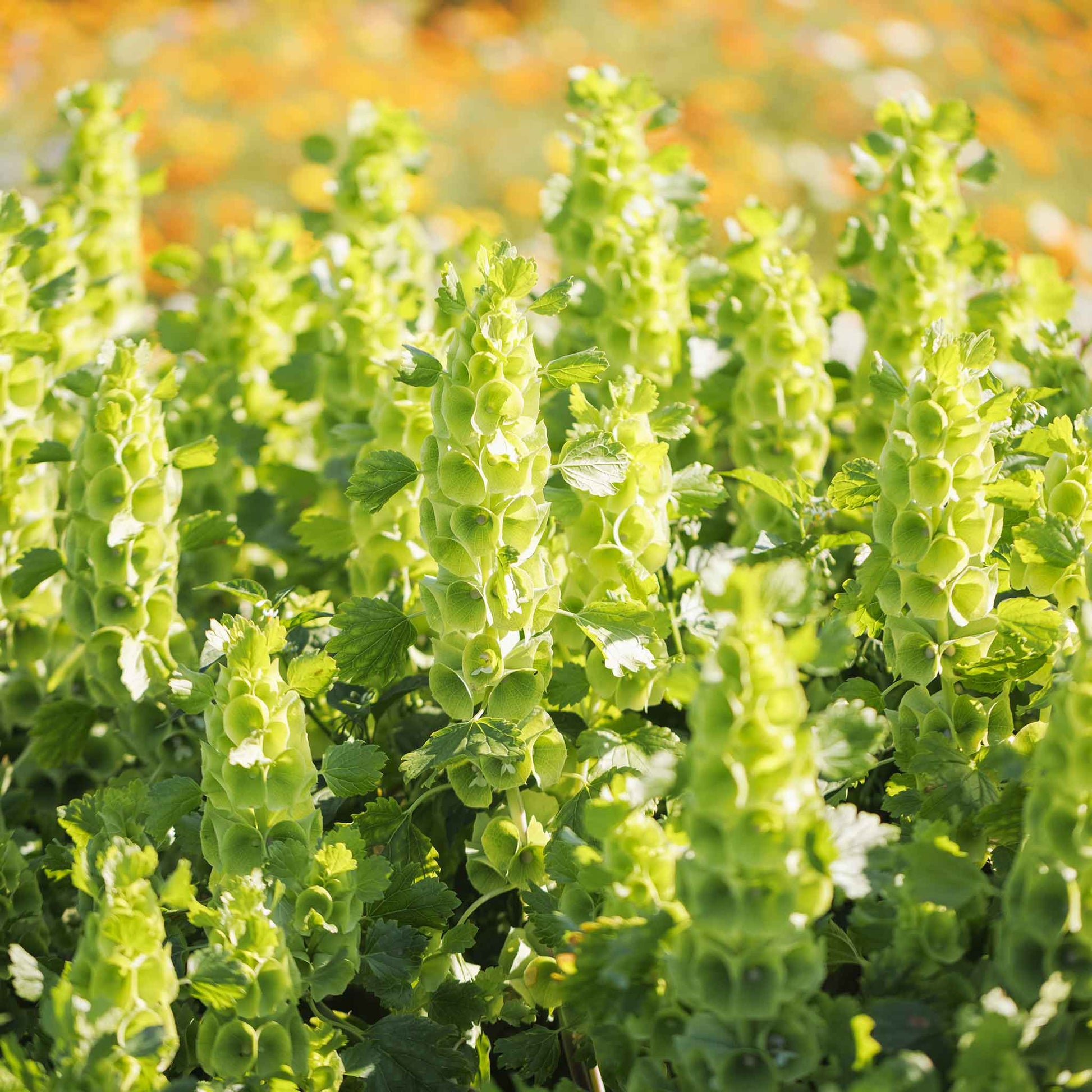 Close-up of a vibrant green bells of ireland flower with a blurred background.