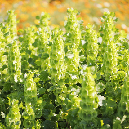 Close-up of a vibrant green bells of ireland flower with a blurred background.