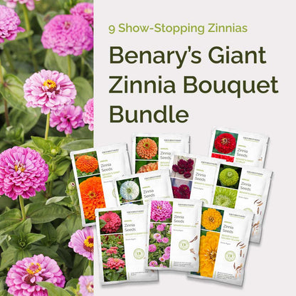 Graphic of benary's giant zinnia bundle pack displaying a product image and contents of the bundle.