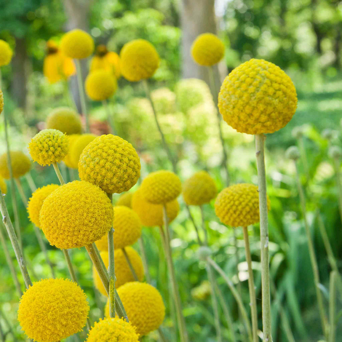 Billy Button Inbox Billy Button Seeds | Flower Seeds | Eden Brothers