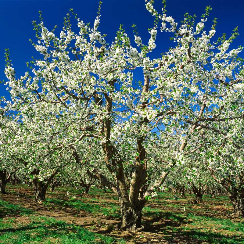 Bing Cherry Tree