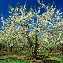 A blooming bing cherry tree covered in dense white flowers and green leaves, standing in a sunny orchard with rows of similar trees under a vivid blue sky.