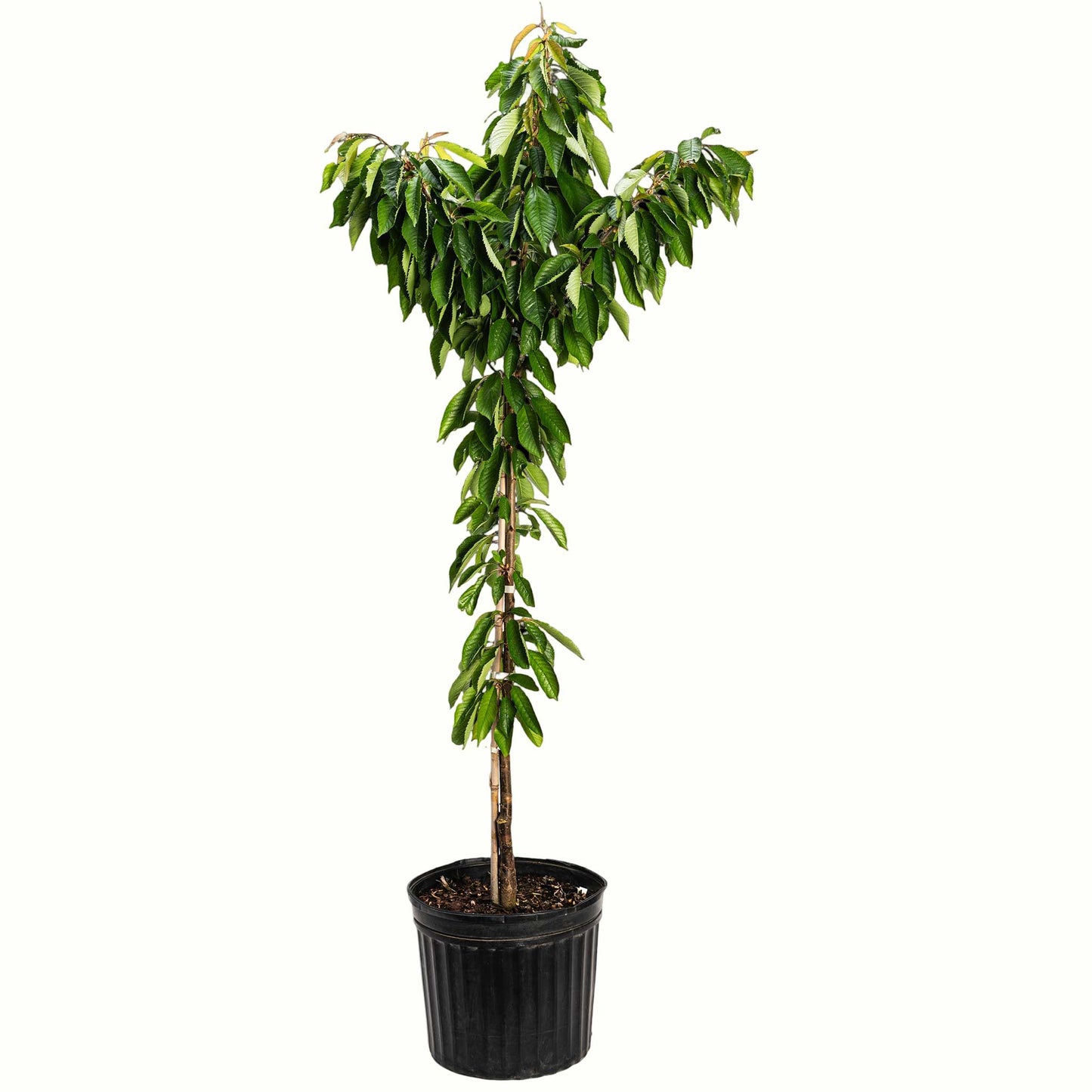 Bing Cherry Tree
