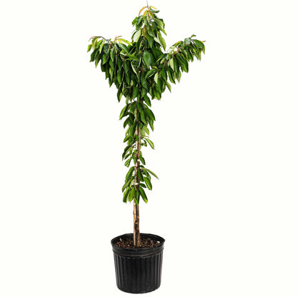 Bing Cherry Tree