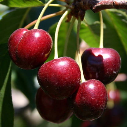 Bing Cherry Tree