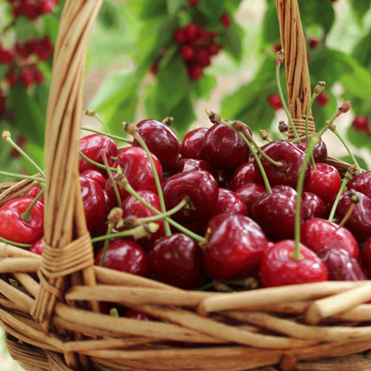 Bing Cherry Tree