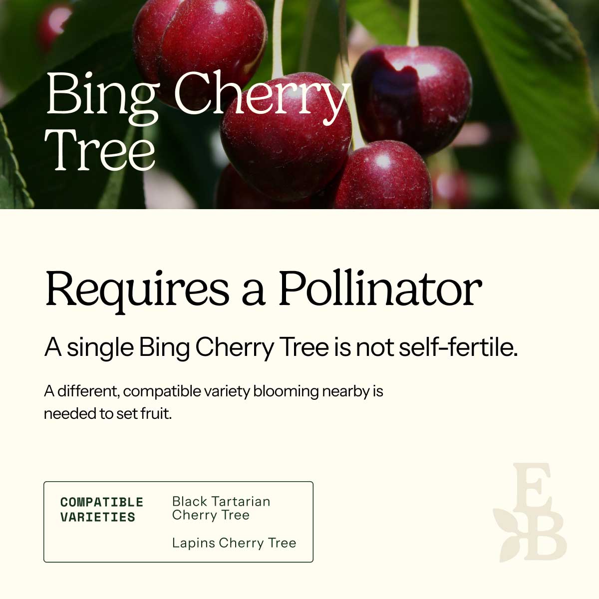 Informational graphic for a Bing Cherry Tree, featuring a top photo of cherries and text stating it is self-pollinating and produces a full crop on its own.