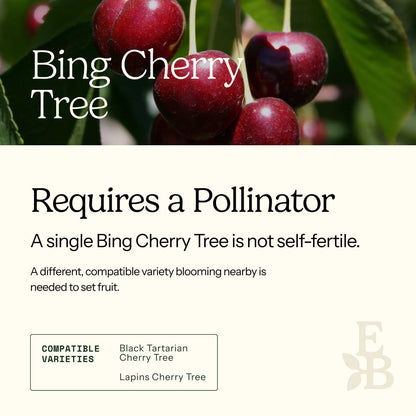 Informational graphic for a Bing Cherry Tree, featuring a top photo of cherries and text stating it is self-pollinating and produces a full crop on its own.
