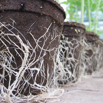 Roots emerging from biodegradable starting pots in a greenhouse setting