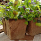 A six-cell biodegradable seed starting tray made from composted cow manure.