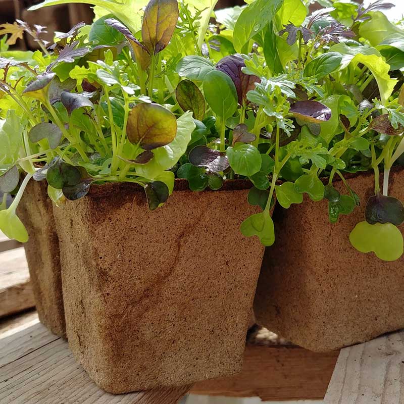 A six-cell biodegradable seed starting tray made from composted cow manure.