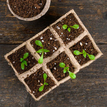 Seedlings in a biodegradable tray on a wooden surface
