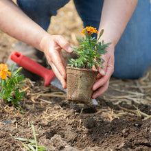 Person planting a small potted plant in the ground using the cowpots biodegradable starting pots.