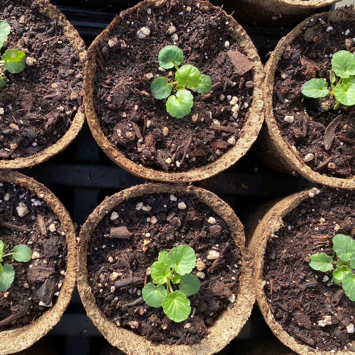 Small potted plants in brown cowpots biodegradable starting pots with soil