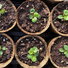 Small potted plants in brown cowpots biodegradable starting pots with soil
