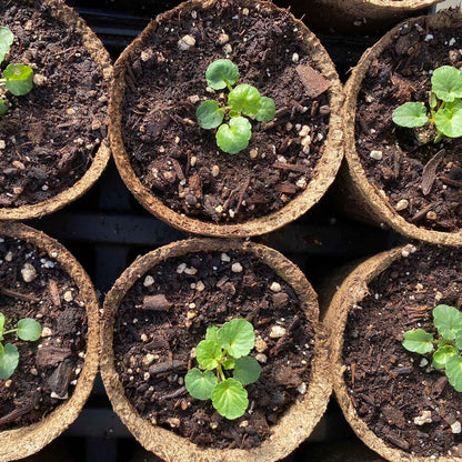 Small potted plants in brown cowpots biodegradable starting pots with soil