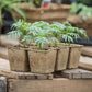 Small potted plants in cowpots biodegradable starter pots on a wooden surface