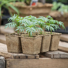Small potted plants in cowpots biodegradable starter pots on a wooden surface