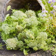A bouquet of bishop flower green mist flowers in a wicker basket in a garden setting.