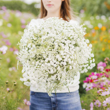 A person holding a bouquet of bishop flower in a natural setting