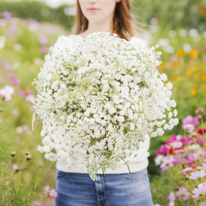 A person holding a bouquet of bishop flower in a natural setting